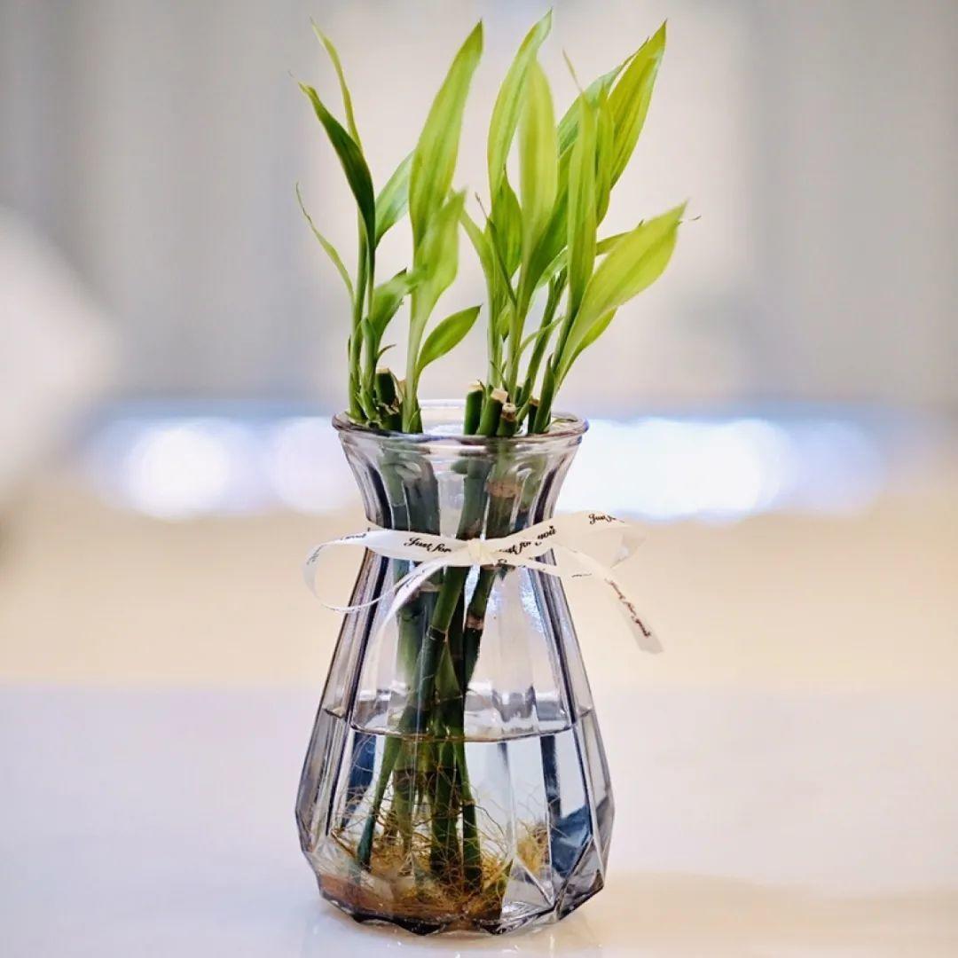 再穷也要养长寿花,寓意好、开花美,养人又养家!