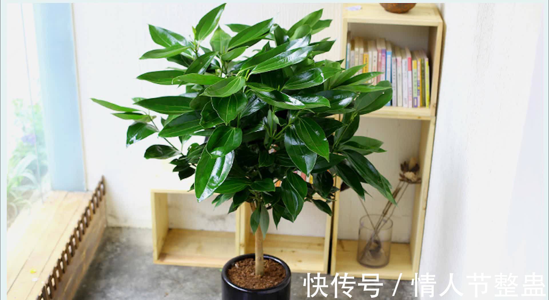 12种花,建议养一盆,不仅吸收废气,还有“旺财添福”的美好寓意