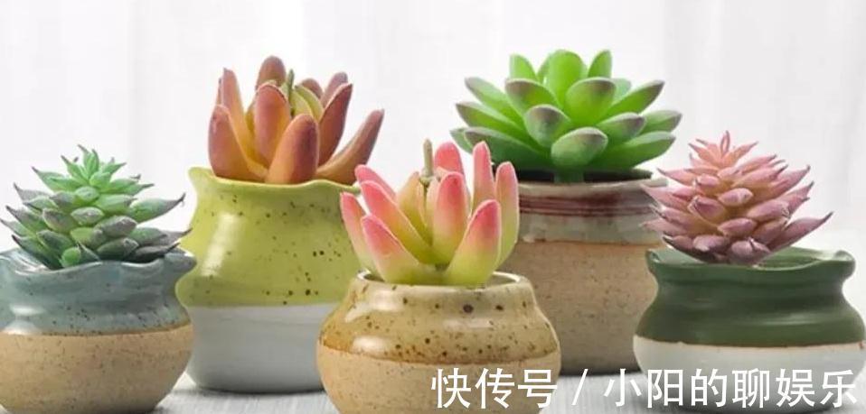 说实话多肉真好养,你只要注意3个事项,啥肉肉都能养活