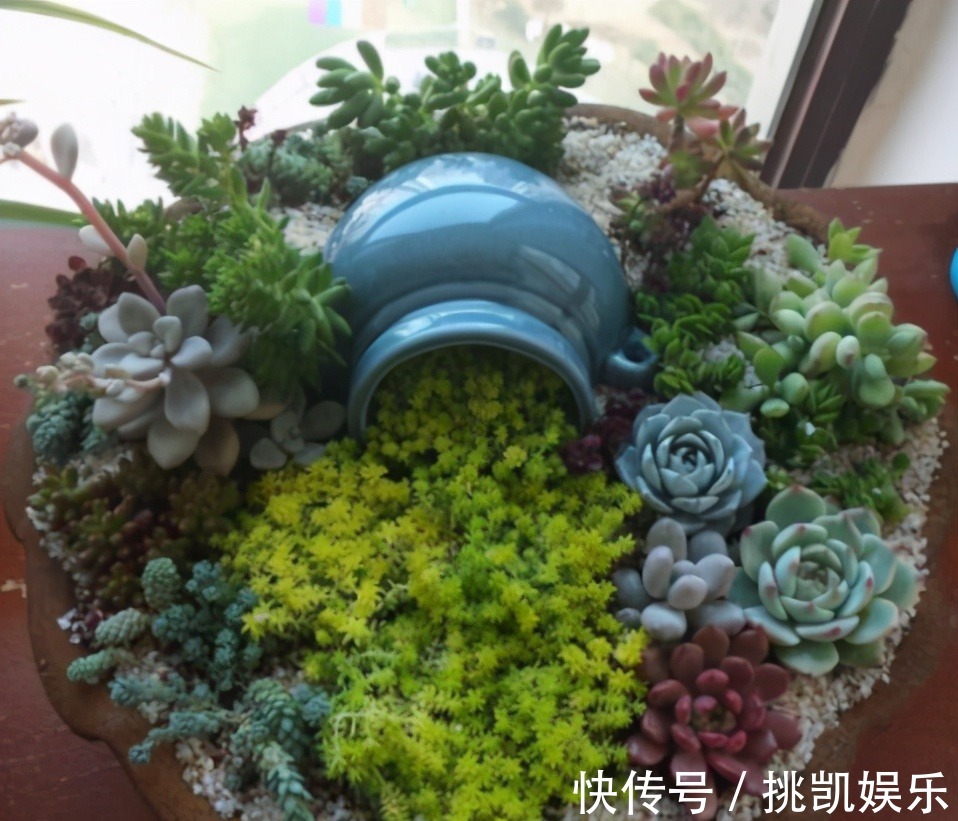 图片|无论你多喜欢养花,都不要碰“3种花”,这都是养花高手被坑过的