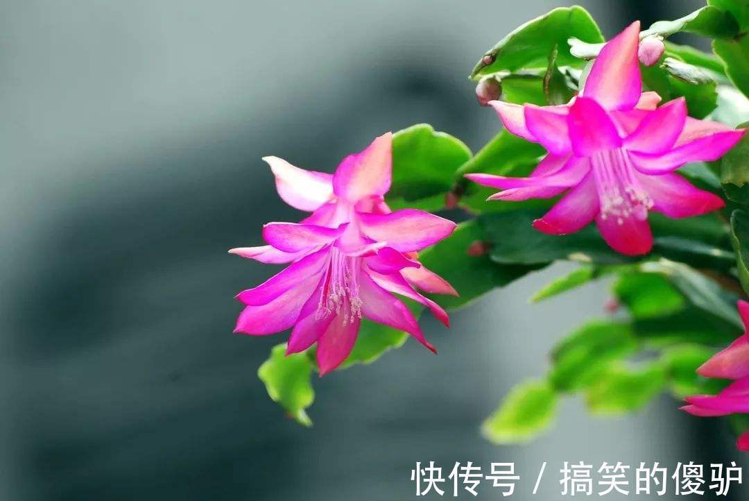 家家都养的长寿花、蟹爪兰，入秋这样养护，花期提前能开好几茬