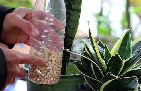 鸡蛋壳,橘子皮都不如“几粒它”!养花埋土里,不施肥都旺盛!