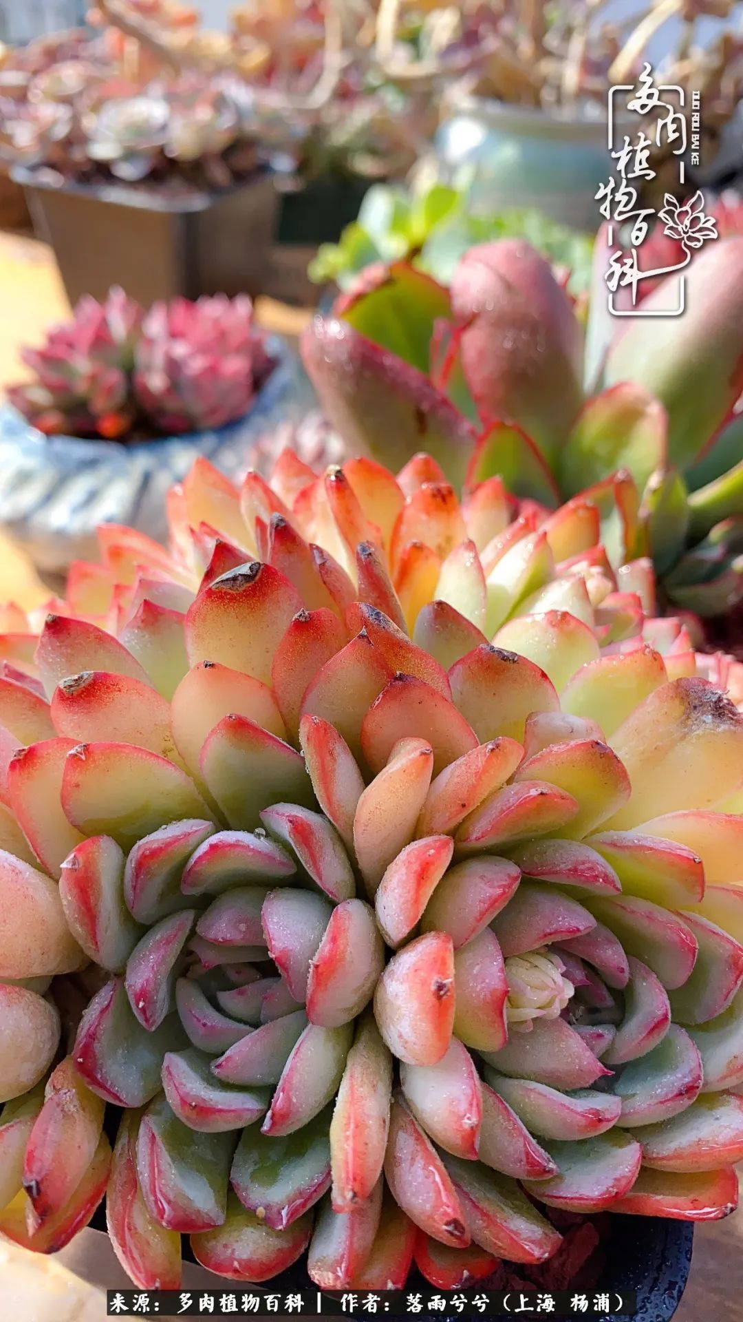 入坑7年多，从菜色到全状态，包邮区的多肉一样可以很美！