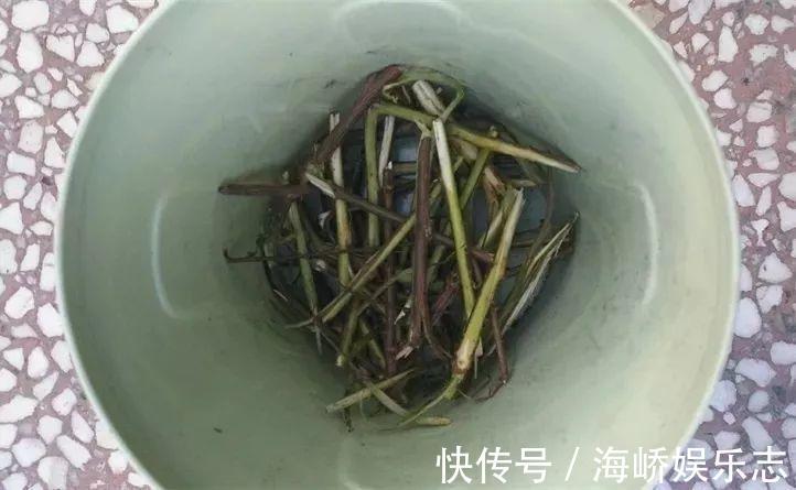 柳枝|它是天然“生根剂”，给花浇一点，根系壮猛发芽！