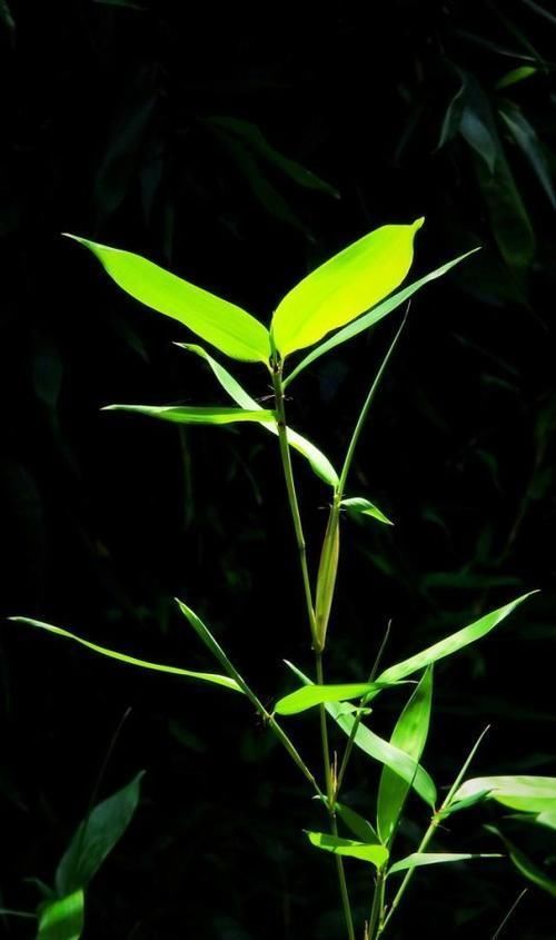 墙根底下没有光照不要怕,这些植物没有光照长得更旺