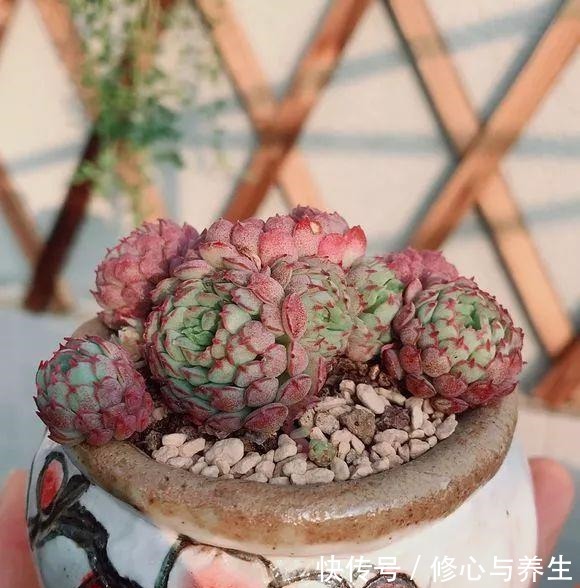 5种多肉“不好养”,新手不敢碰,老手养不好,看看你家有没有!