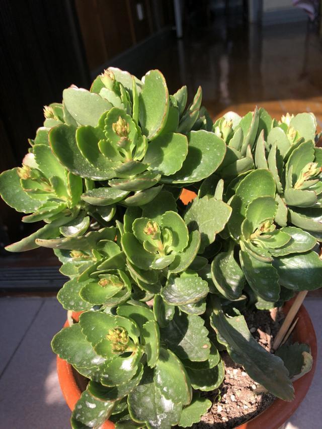 长寿花不开花1个经典催花法，满头挤花苞，开到明年5月底