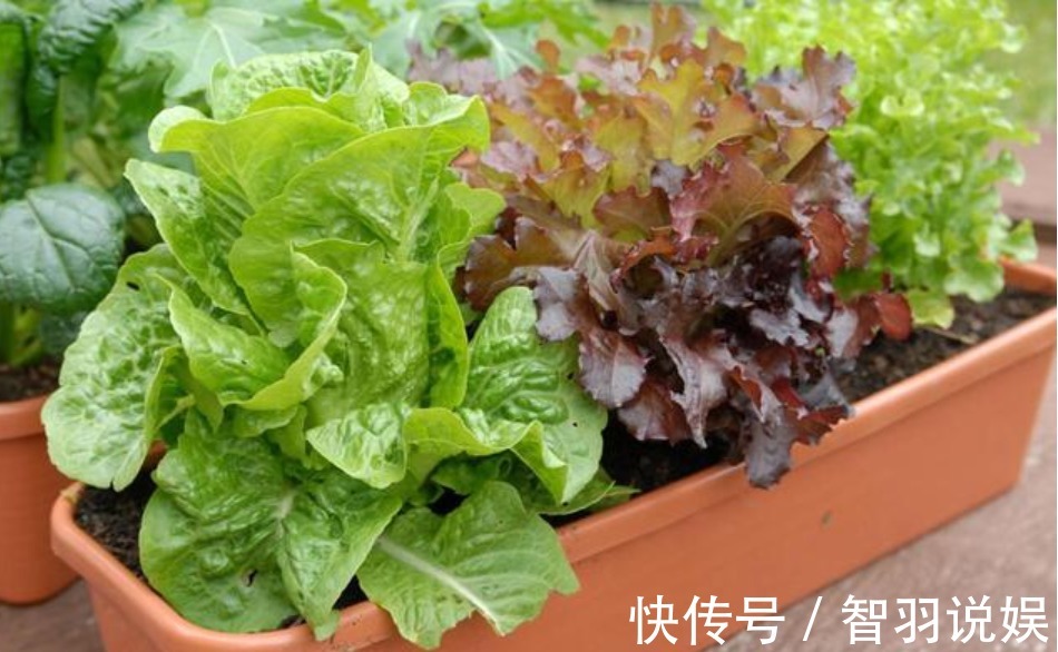 养花不如种菜，阳台盆栽几盆，“每天”采摘新鲜菜，全家都够吃！