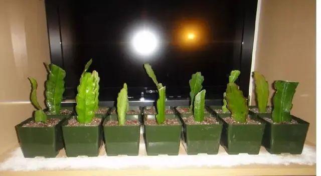 夏天这8种花不用买,叶子丢进花盆里,嗖嗖长白根