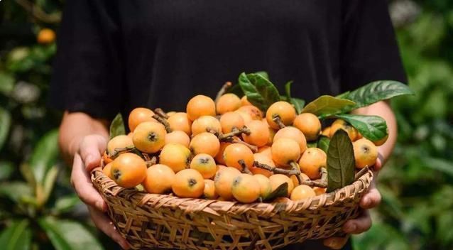 枇杷花|受欢迎的是果实,岂不知花比它贵10倍,人称“软黄金”,值得关注