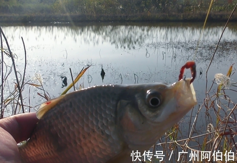 水域|天冷降温后鱼难钓，8个人钓鱼为什么只有我钓到了，原因是这些