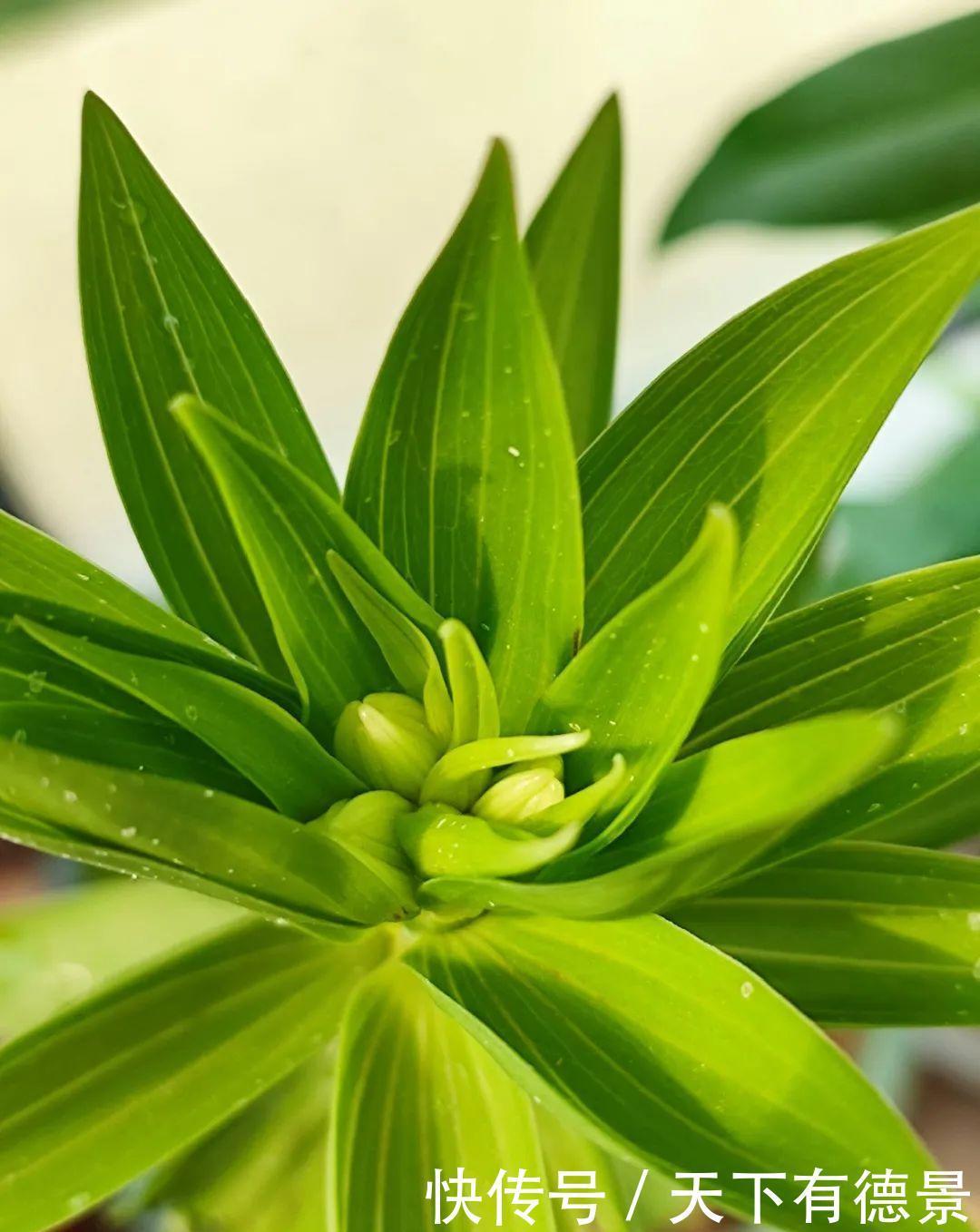天晴|5种花最怕下雨，淋雨叶子长斑点，赶紧搬进屋