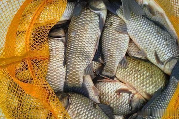 鲫鱼|民间野钓大鲫鱼绝招解析蘸饵钓法,钓鱼人必学,正适合秋季使用