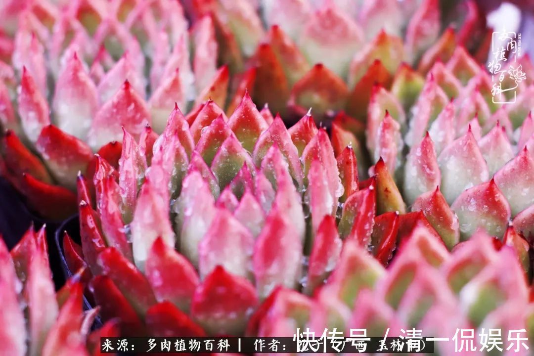 为了爱情|为了爱情来到陌生城市,偶遇多肉,地老天荒的爱恋!