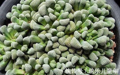 此多肉名字很仙,但实际却丑得有些雷人,据说很多人欣赏不来
