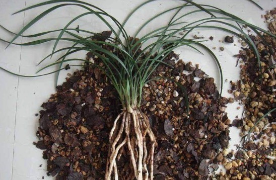 想刚种植的兰花服盆快,这个步骤不能漏,再做好缓苗,就能快服盆