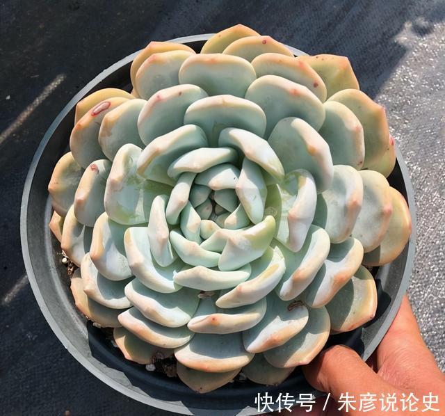 多肉换个名字,价格翻了3倍,2种人最容易吃大亏,学着机灵点