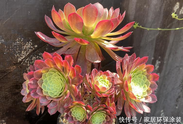 多肉|春夏之交带锦的法师还可以露养吗?当然可以,不过要注意养护细节