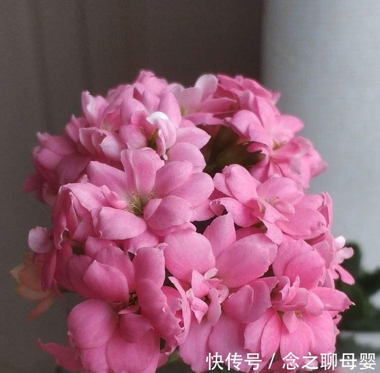 长寿花剪一刀,理个小平头,株型矮壮开花多