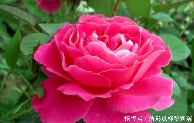 夏季|这四种花，通风尤为重要，好养花期长，嗖嗖长爆盆，一天开不停