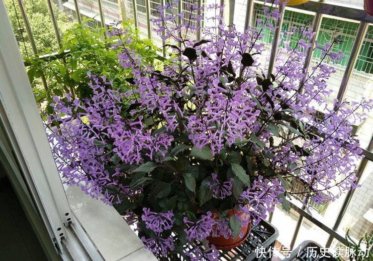 种花|3种花漂亮又芳香,多季开花,很值得栽培