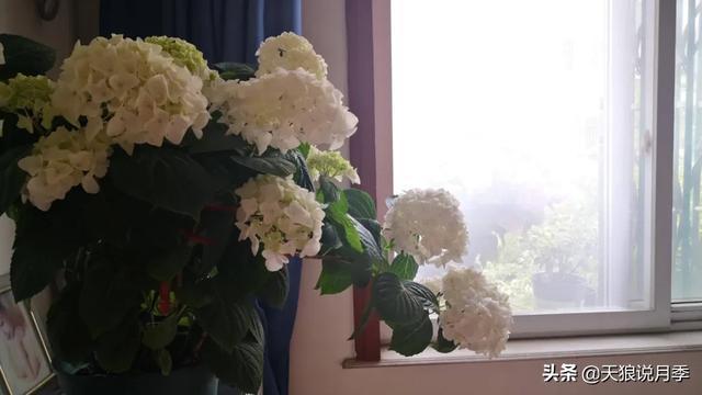 圆滚滚的绣球,瀑布般的花墙,这届花友也太会种花了吧