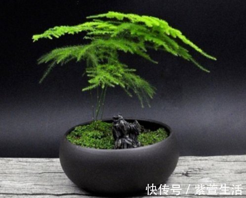 养好文竹掌握4个要点，轻松告别干尖黄叶，郁郁葱葱一大丛