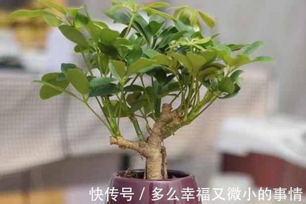 “细菌”的克星找到了,在室内养这4种花,空气清新少生病!