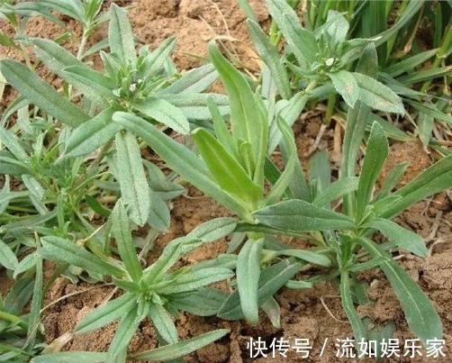 野菜|麦地里的”野菜“,城里人当杂草,殊不知功效丰富价值珍贵