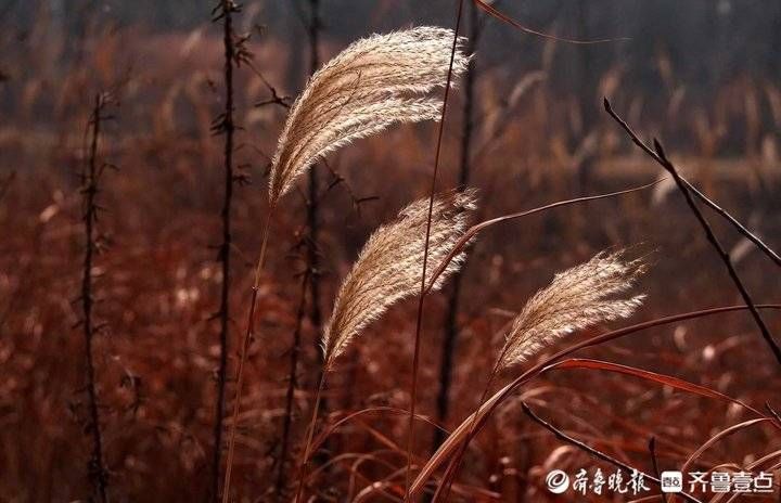 冬韵|狄花飞舞美如古诗，大沽河冬韵迷人