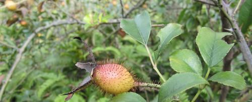 农村|农村山边的“药果子”,能补肾利尿、抗菌消炎,你认识吗?