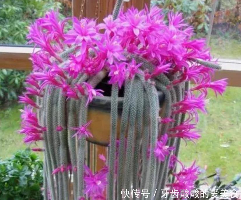 4种花很耐养,沾土就能活,招财纳福好运来,日子越过越红火