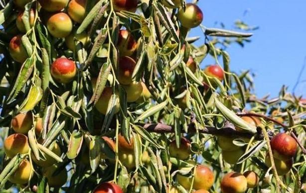 糖尿病人吃鸡蛋,可以吃蛋黄吗?忠告:真正要少吃的是几种常见菜