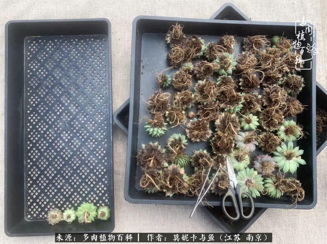 这多肉拼盘这么仙！如何制作达人手把手教你制作长生草拼盘！