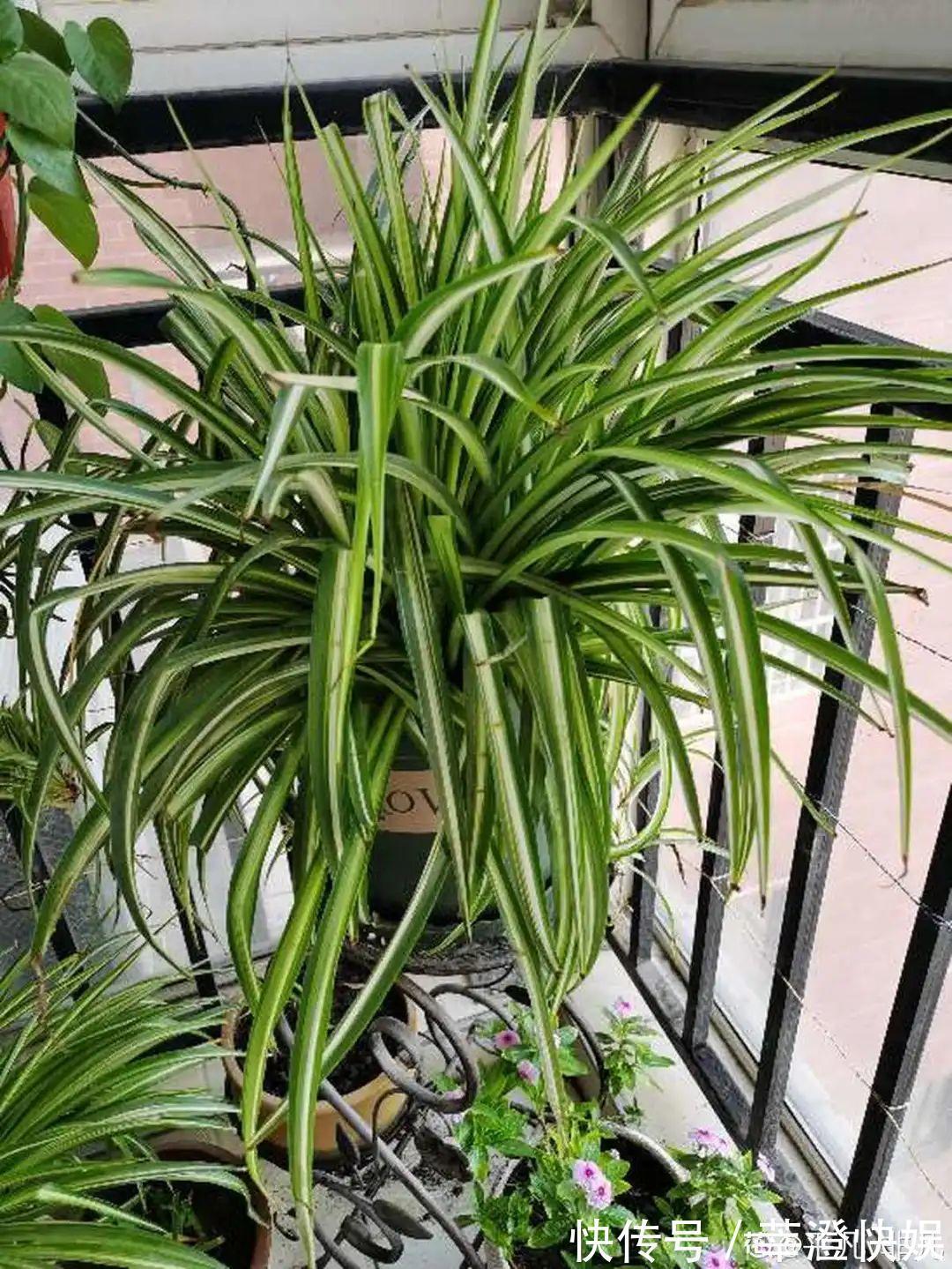 “折腾不死”的10种花,咋养都爆盆,懒人最适合!