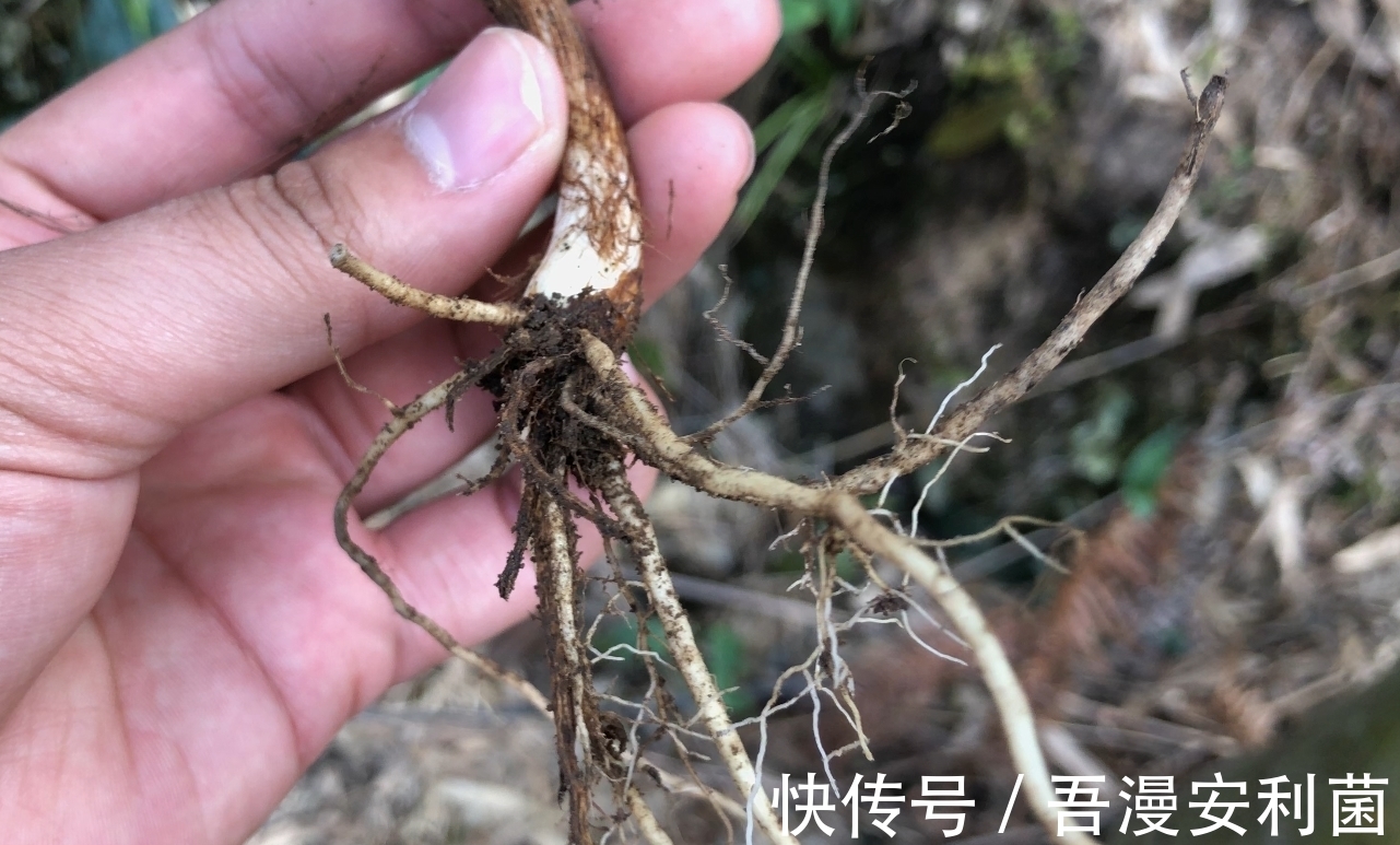 黎芦|“藜芦”山里很常见，是有毒的药用植物！生活在农村有必要认识