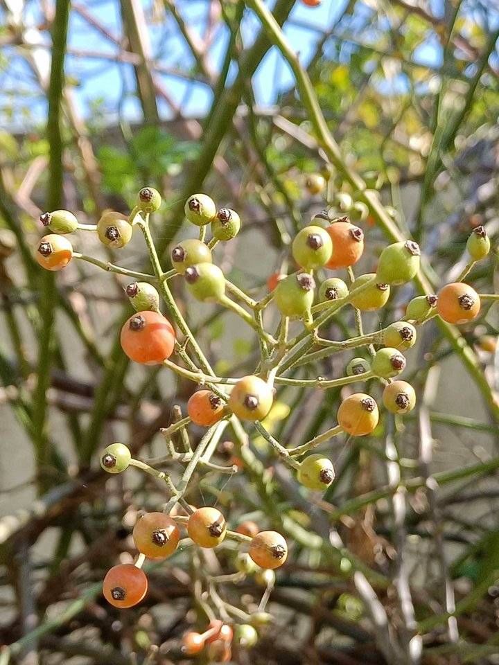 郭向东|青未了／冬日暖阳下的“小果蔷薇”