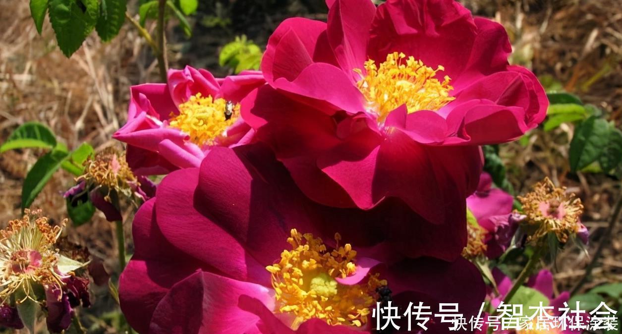 20款紫色月季品种。浓香、抗病非常好养，天然紫色唯美盛开