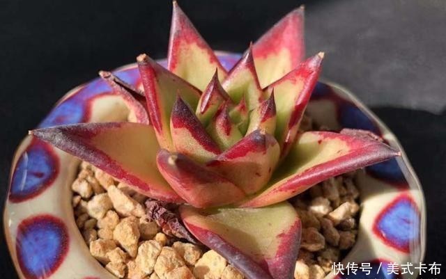 多肉乌木冬天要用补光灯吗?一般情况下不需要,毕竟它不容易徒长