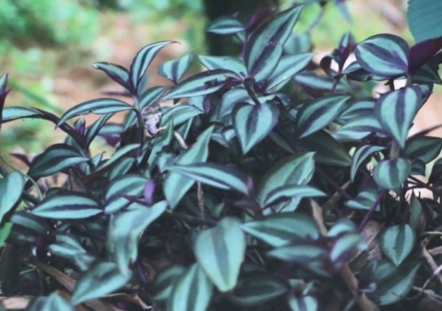 绿植|家中常见绿植是“药材”,清热解毒效果极好,可惜人们不懂