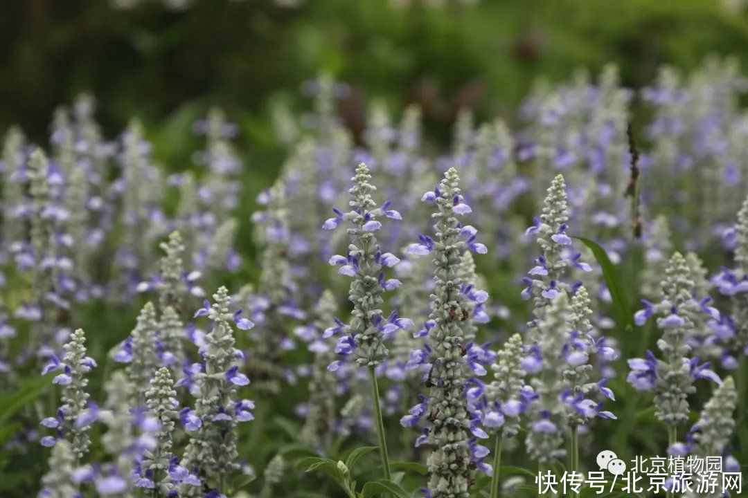 夏日|京城夏日的缤纷花境！童话世界竟然就在我们大北京？