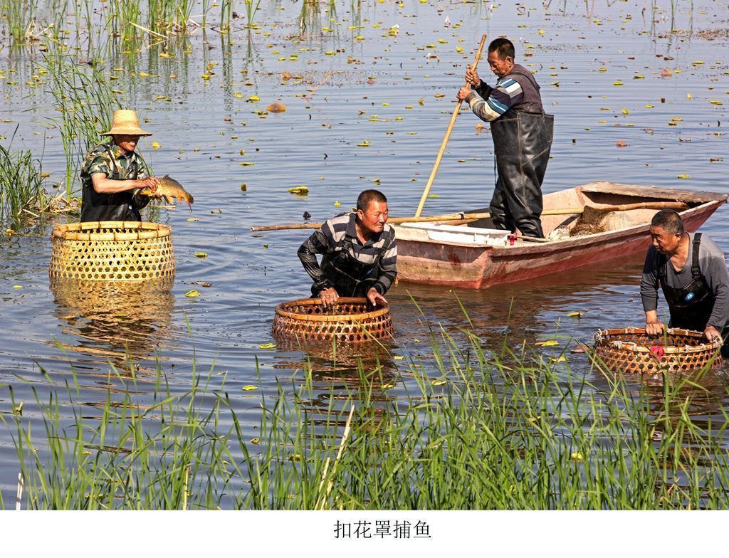 捕鱼|土生土长的水乡人，写了本白洋淀渔猎文化的“百科全书”