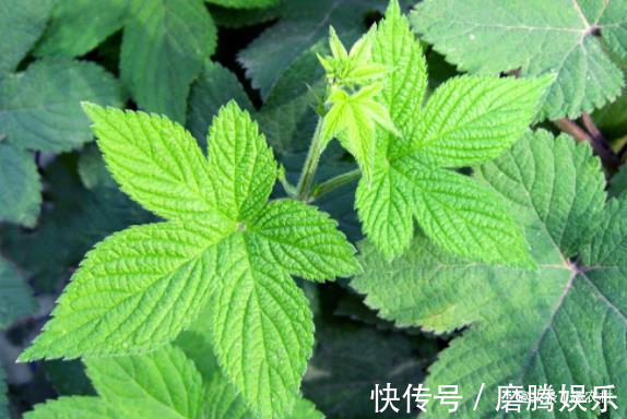 蛇莓|小时候常见又叫不上名的植物，终于知道叫啥了，太全了