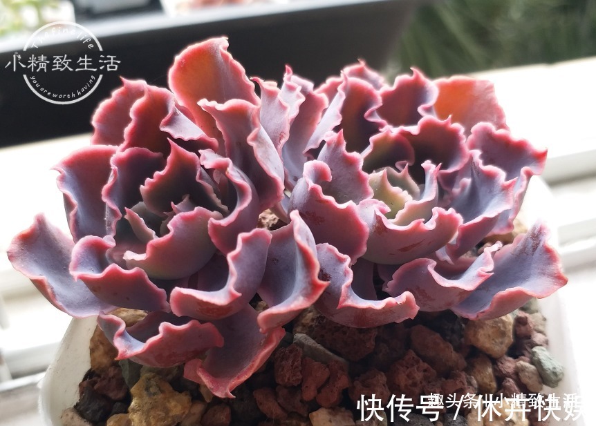 秋天|别以为立秋了，多肉就安全了，还有“秋老虎”，不要掉以轻心哦