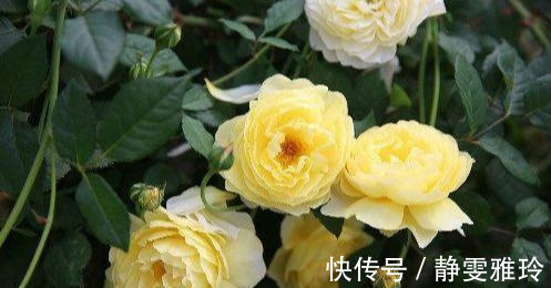 此花卉漂亮,仙气十足,花香怡人,花期长花量大,好养,盆栽佳品