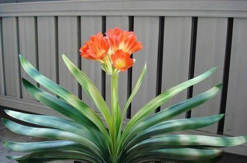 宁干|养一盆君子兰,观赏性极佳,浇水时记住口诀,肉质感强,色泽艳丽