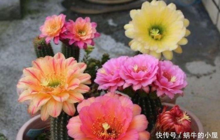 春夏秋冬|4种花超漂亮，个个美出状态，简单养护就能长得旺，花美心情好！