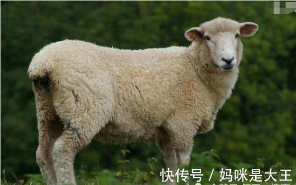 属羊人|88岁算命大师：属羊人的晚年“鸡飞狗跳”，尤其是79年的速看！