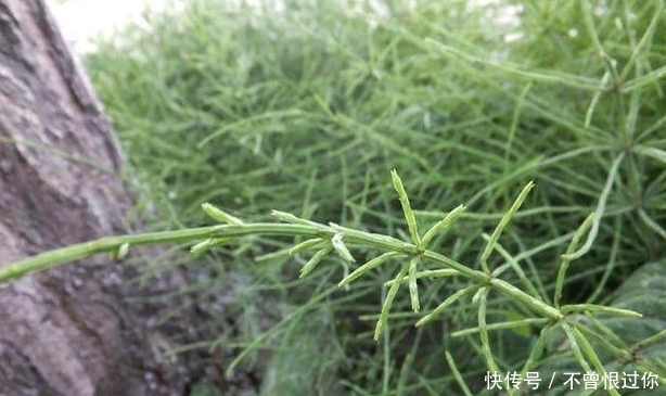 野草药|它居然是改善皮肤问题的良方 你听说过吗?