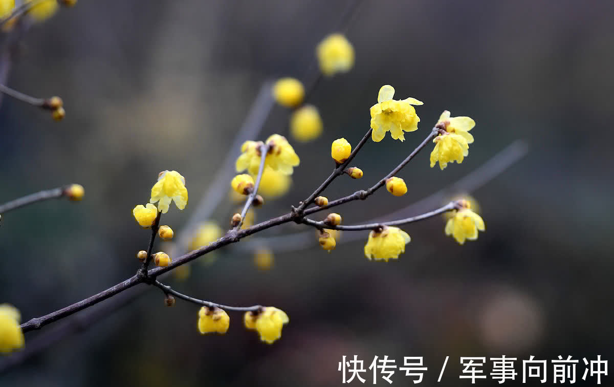 10月养3种耐寒花，冬季零下10度也不怕，春节开出漂亮花